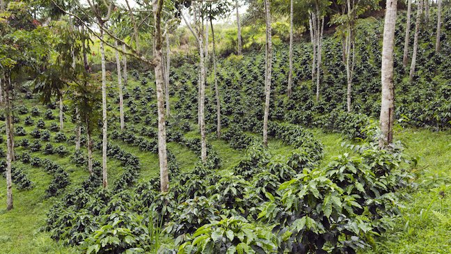 coffee farming